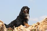 BOUVIER BERNOIS 037